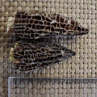 DRIED MOREL MUSHROOM