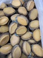 Abalone Meat