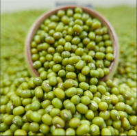 100% wholesale Green mung beans for sprouting