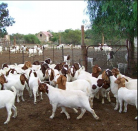 Full Blood Boer Goats Live Sheep Cattle Lambs For sale