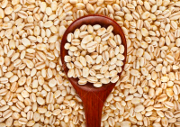 Barley for Malt, Barley Feed, Malted Barley Animal feed barley