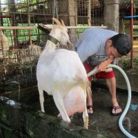 Healthy Livestock Saanen Dairy Goats