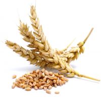 Quality Wheat Grains For Sale / Red Wheat Grain