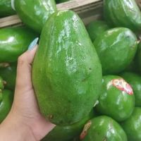 High Quality, Fresh Avocado - Best Seller in Europe