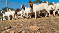 High Quality Live Stock Boer Goat Available For Sale At Low Price