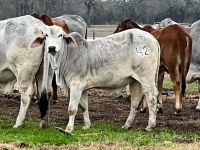 BRAHMAN BULLS HOLSTEIN HEIFER CATTLE FOR SALE IN BULK LOW PRICE