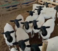 HIGH QUALITY GOATS DORPER SHEEP/BOER AND ALPINE GOATS FOR SALE