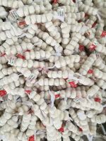 2019 new crop fresh pure white garlic