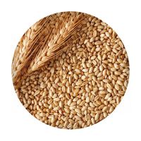 Wholesale organic wheat grain