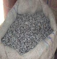Fresh and Dried Cotton Seeds Cottonseed