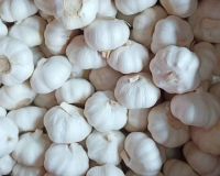 dry garlic /Fresh garlic for sale