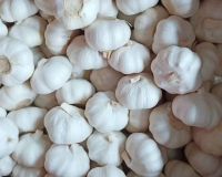 Top quality dry garlic /Fresh garlic