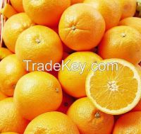 Fresh Valencia And Naval Oranges