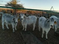 Brahman Heifers and other breeds for sale