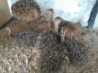 Ostrich chicks and fertile ostrich eggs