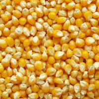 Yellow Corn