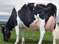 Pregnant Holstein Heifers