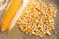 Yellow Corn & White Corn/Maize for Human & Animal Feed FOR SALE