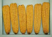 Yellow Corn for Animal Feed / YELLOW MAIZE FOR ANIMAL FEED