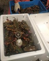 Alive Mud Crabs , Frozen Mud Crabs , Live Mud Crabs / Blue Crabs / King Crabs