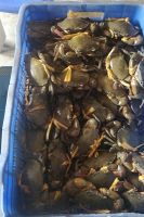 Hot Sale Live Mud Crabs, Blue Crabs, King Crabs /Live Seafood