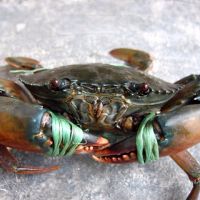 Great Quality Live Coconut Crab / Live Mud Crabs / Live King Crab
