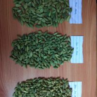 Bulk Quantity of Green Cardamom  High Quality Cardamom Fresh Cardamom