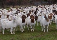 BOER GOATS