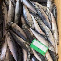 Frozen Mackerel Fish/Pacific Mackerel/Scomber Japonicus