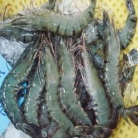Prawns Shrimps Black Tiger Vannamies Shrimp/ Frozen red Prawns Raw peeled Wild Shrimps/Chilled Seafood
