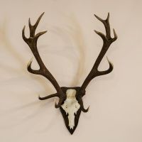 Whole Red Deer Antlers