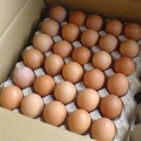 Fresh chicken table eggs