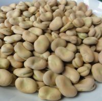 Quality Dried Broad Beans, Fava Beans, Vicia Faba