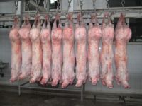 Buy Wholesale United Kingdom Lamb Tail Fat/ Frozen Lamb Tail Frozen/ Frozen  Lamb For Sale & Frozen Lamb Tail Fat at USD 50