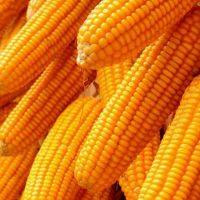 Pure Natural Dry Maize Non-GMO Air Dried Corn Yellow Corn Coarse Food Grain