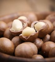 wholesale Raw Roasted macadamia