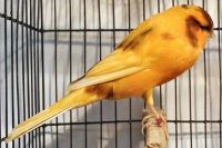 Yorkshire Canary birds /Red Factor Canary birds /Lizard Canary birds canary birds