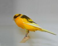 Live Fancy Canary /Yorkshire Canary birds / Lancashire Canary Birds/Spanish Timbrado Canary