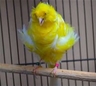 Finch Birds/Live Crested Birds/Yorkshire Canary/ birds/Lancashire Birds