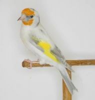 Singing Goldfinch Birds/Yorkshire Canary and Lancashire Canary