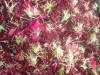 Sell Dried Flowers-Carnation