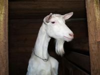 Saanen Goat/ Milking Saanen Goats /Pregnant Saanen Goats