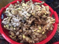 BIRD GINGER(JAHE EMPRIT) WITH LOWEST PRICE FROM VIET NAM 84902431347