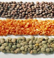 lentils