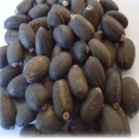 Jatropha Seeds