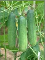 Fresh Cucumber