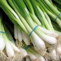 FRESH SCALLIONS / FRESH AND DRIED