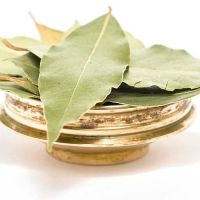 Quality Bay Leaf