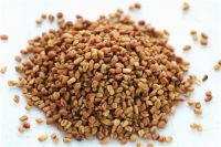 Natural herbal medicine fenugreek seed extract