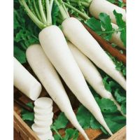 Grown Vegetables Red Fresh Radish Bunch Robinson Fresh